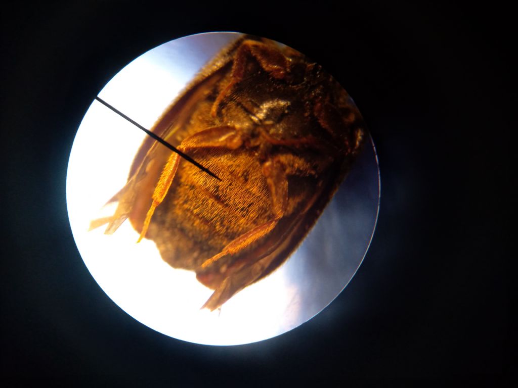 Dermestidae: femmina di Attagenus sp. (cfr.)