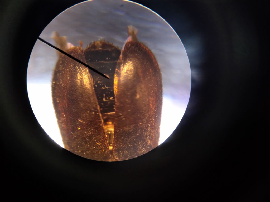 Dermestidae: femmina di Attagenus sp. (cfr.)