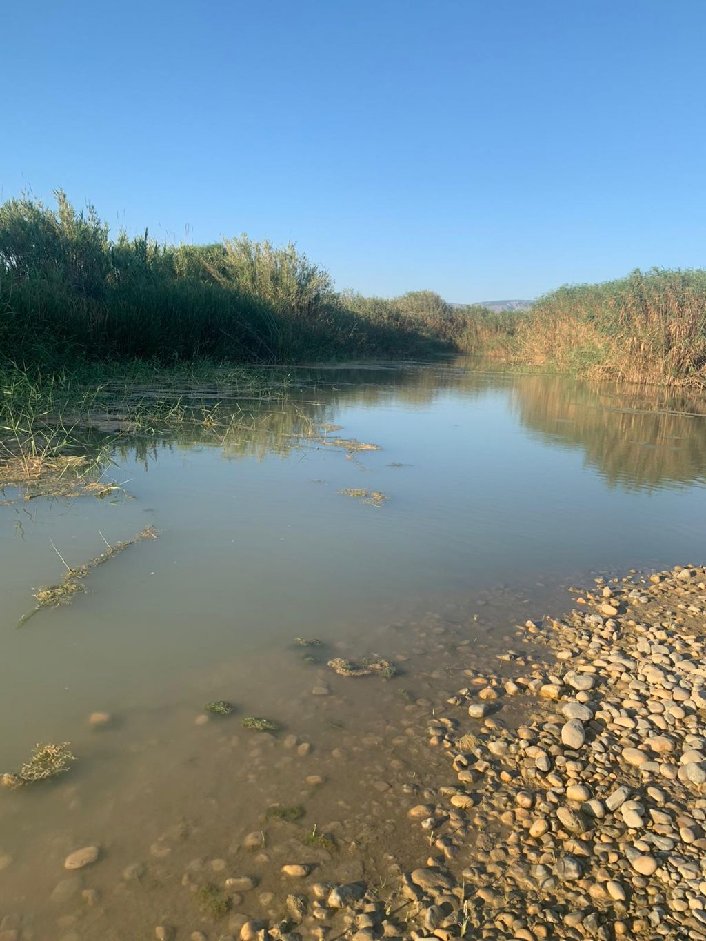 Pesce d''acqua salmastra da id.