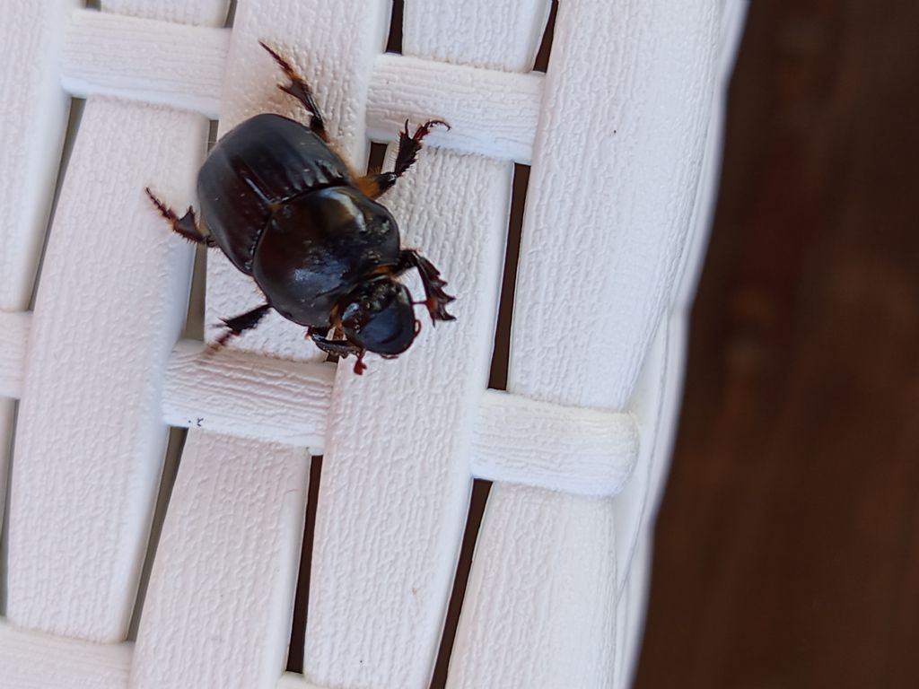Scarabeidae: Bubas bison ♀