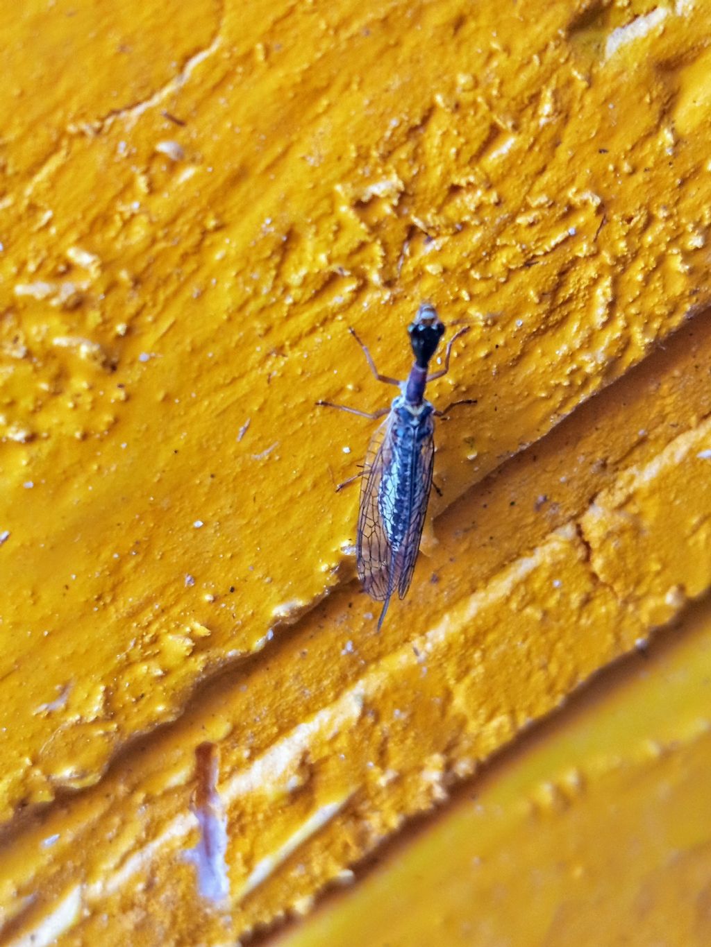 Raphidiottero da identificare