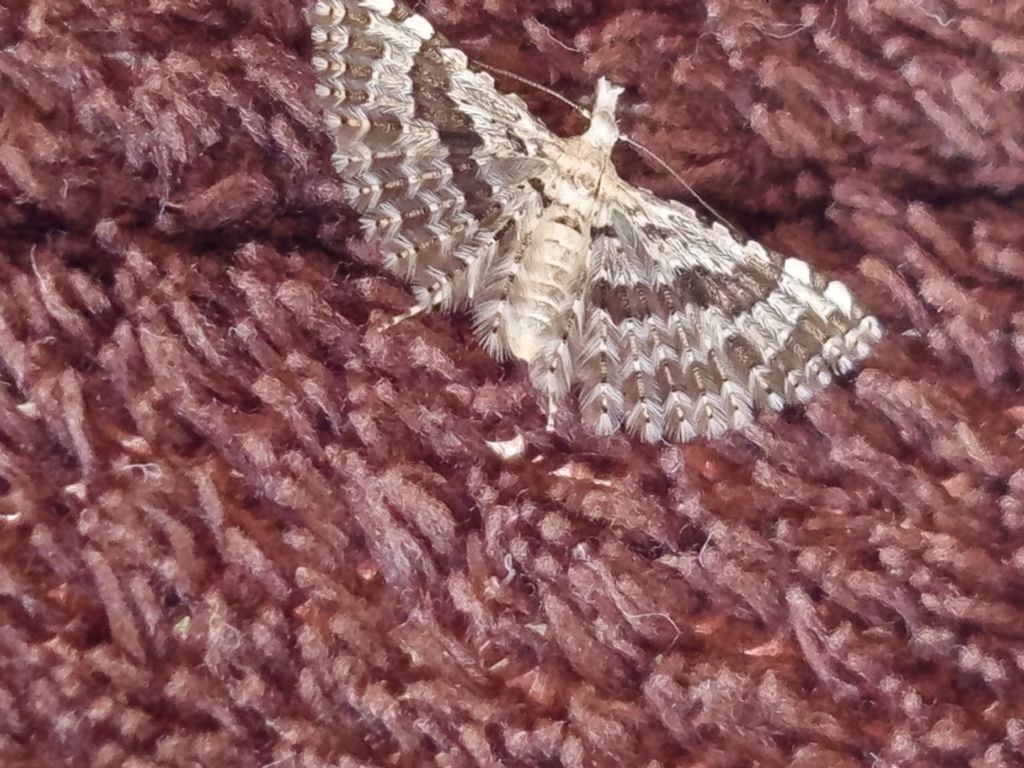 Possibile alucita sp.?