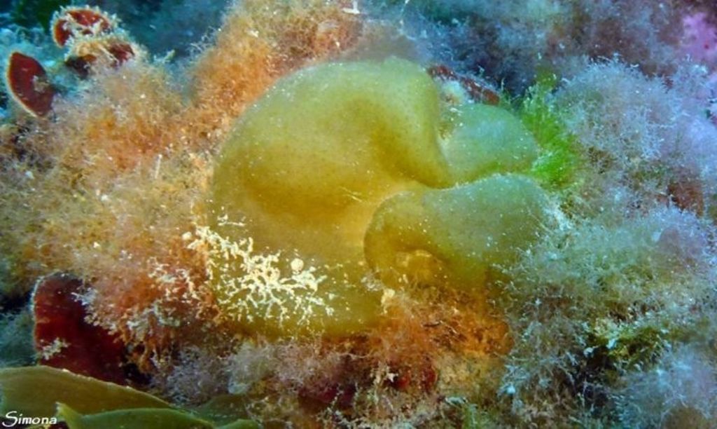 Colpomenia sinuosa