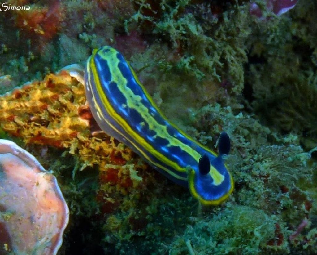 Felimare fontandraui o tricolor?