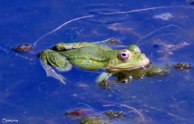 Identificazione - Pelophylax sp.
