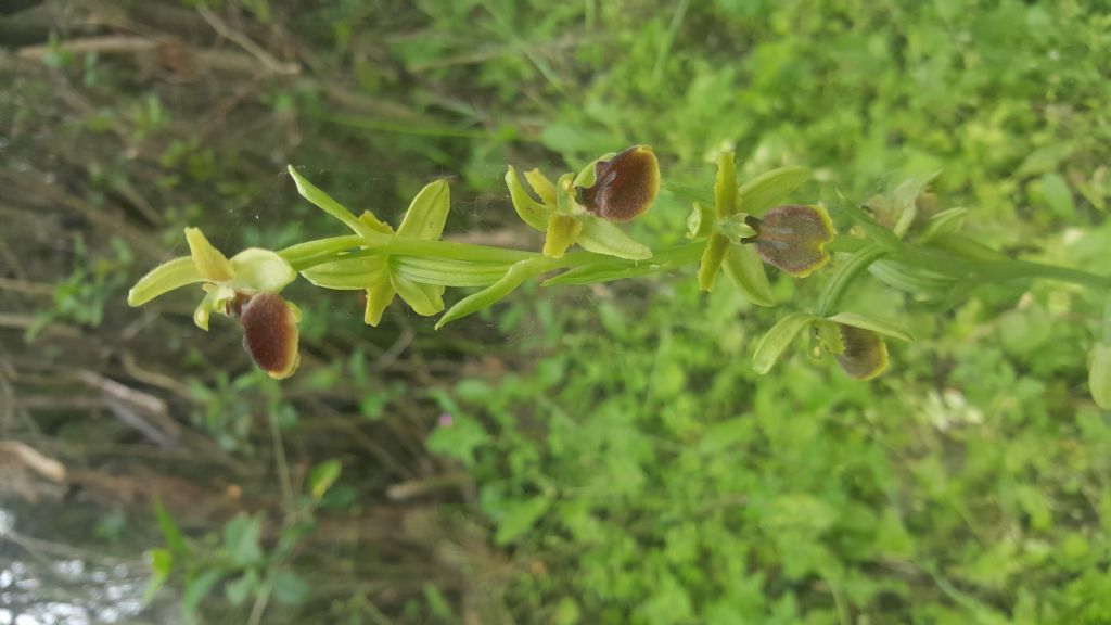 Ophrys passionis?