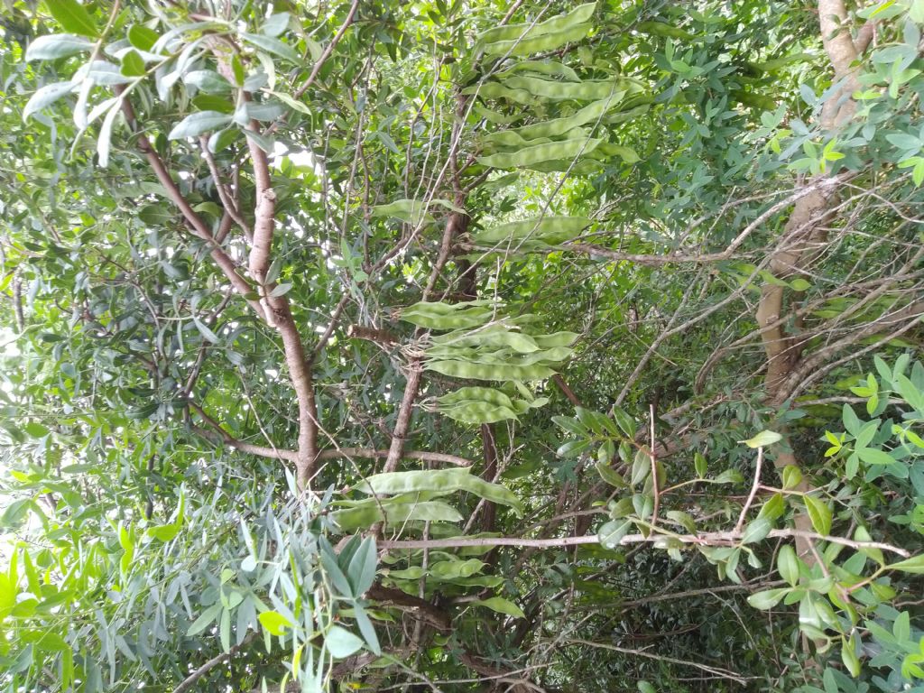 Anagyris foetida (Fabaceae)