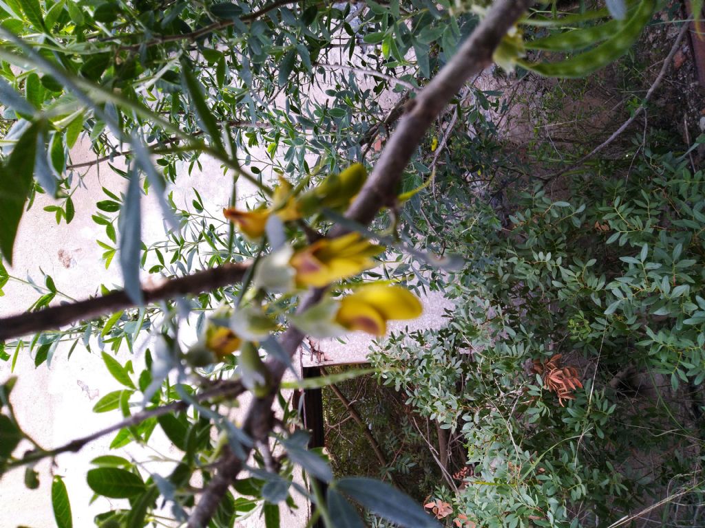 Anagyris foetida (Fabaceae)