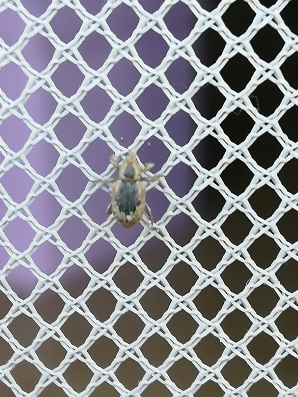 Erirhinidae: Lissorhoptrus oryzophilus