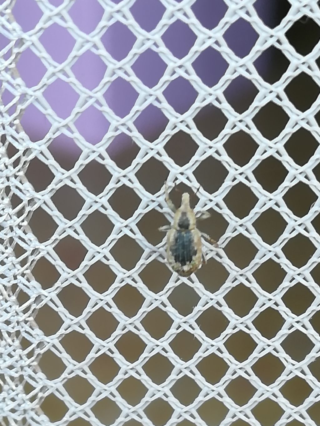 Erirhinidae: Lissorhoptrus oryzophilus