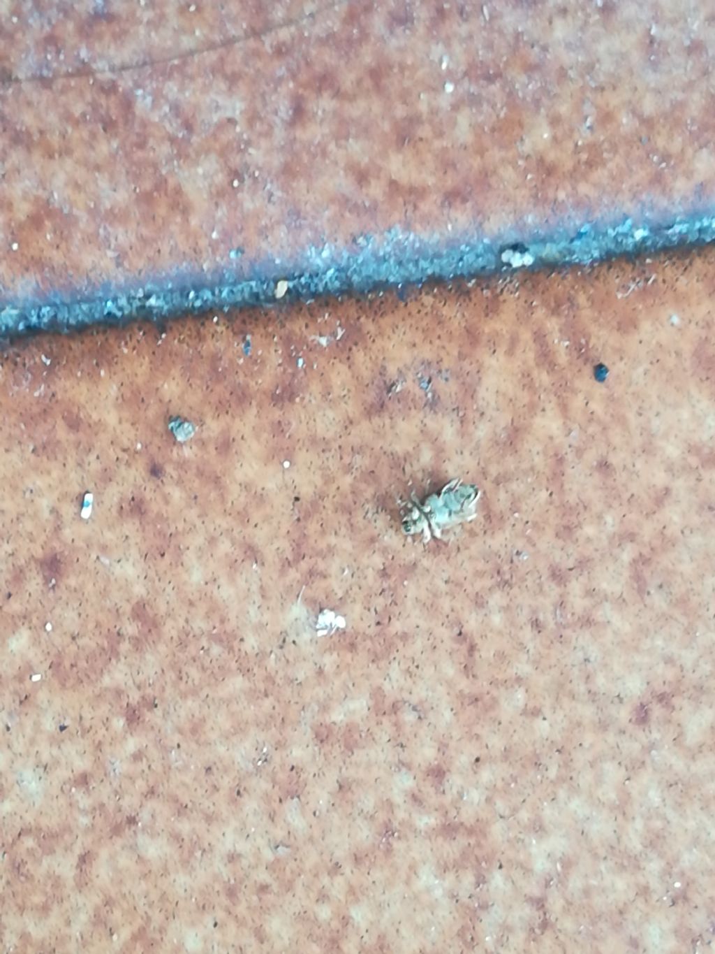 Erirhinidae: Lissorhoptrus oryzophilus