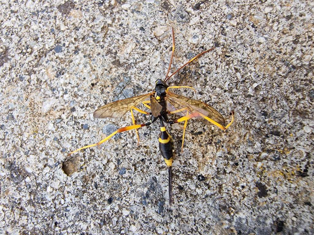 Ichneumonidae: femmina di Acroricnus seductor