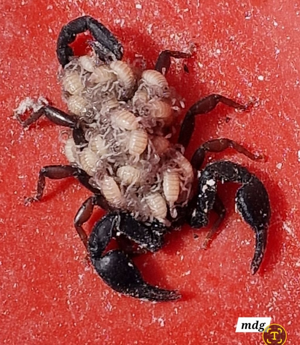 Pseudoscorpione in Abruzzo ?