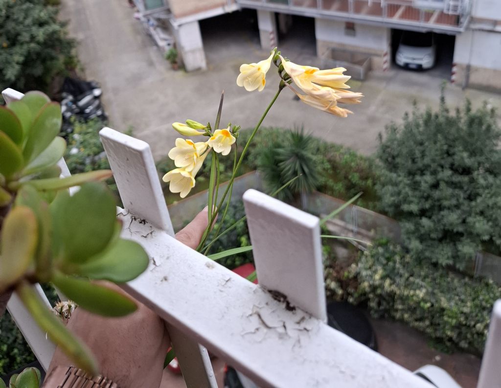 Pianta spontanea sul mio balcone.