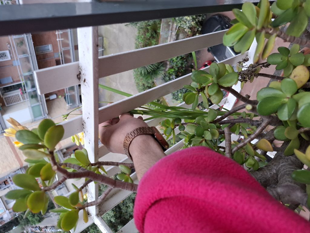 Pianta spontanea sul mio balcone.