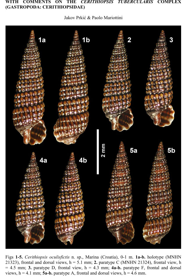 Cerithiopsis oculisfictis?