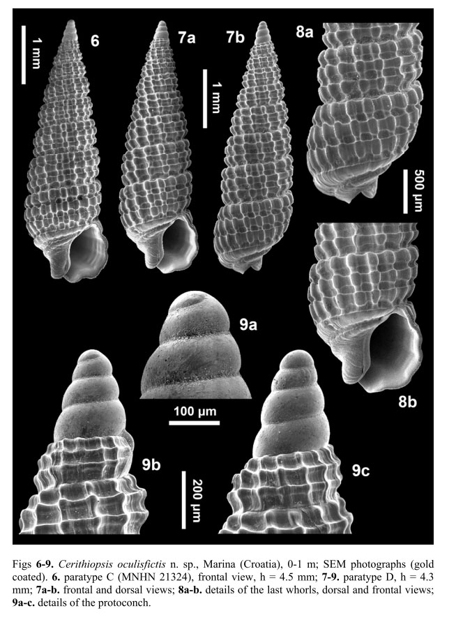 Cerithiopsis oculisfictis?