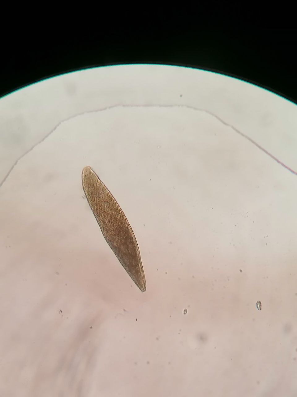 Identificazione protista