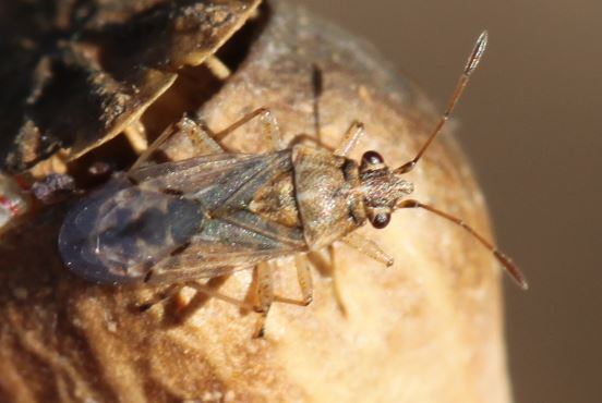 Quale Nysius ?...  Nysius sp.