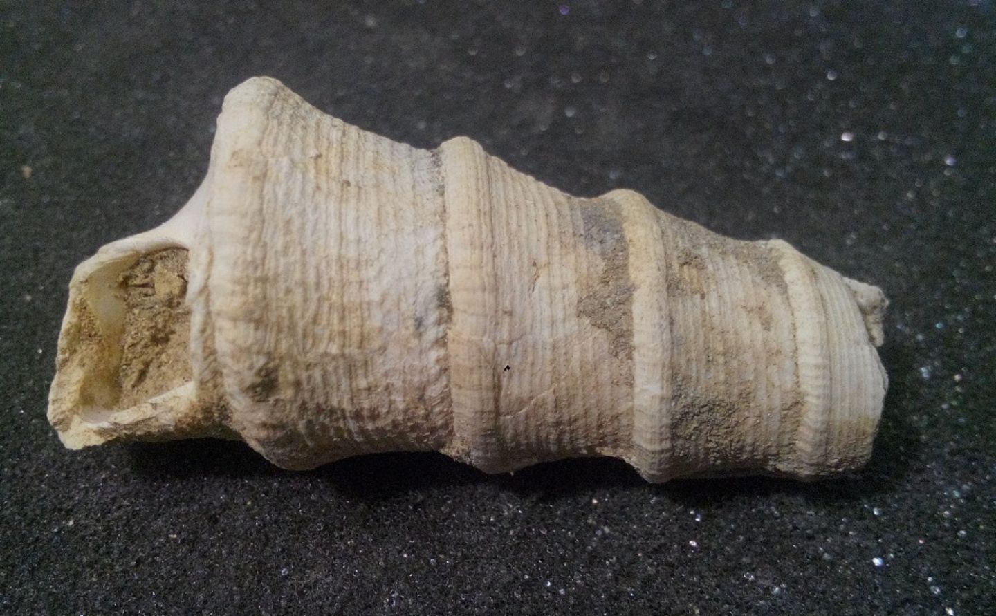 Turritellidae, differenze tra le specie