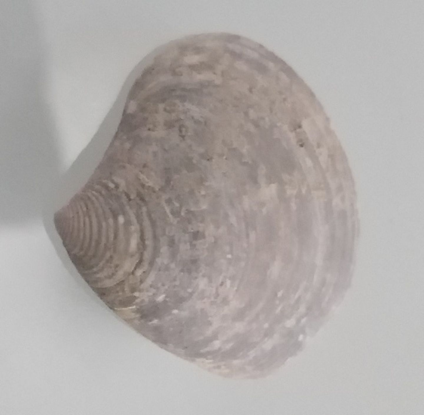 Bivalve dal torrente Stirone