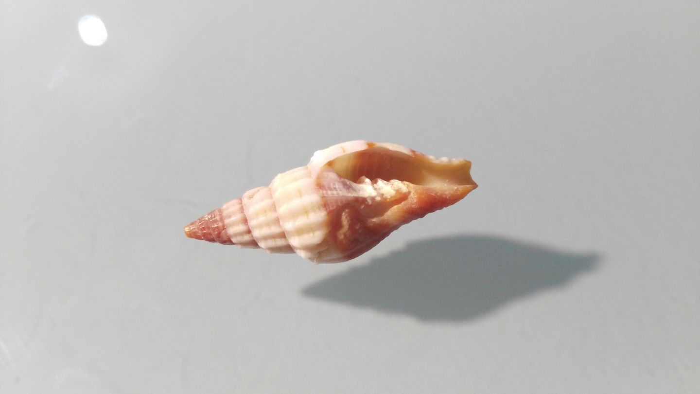 Costellariidae? Con costole spirali..