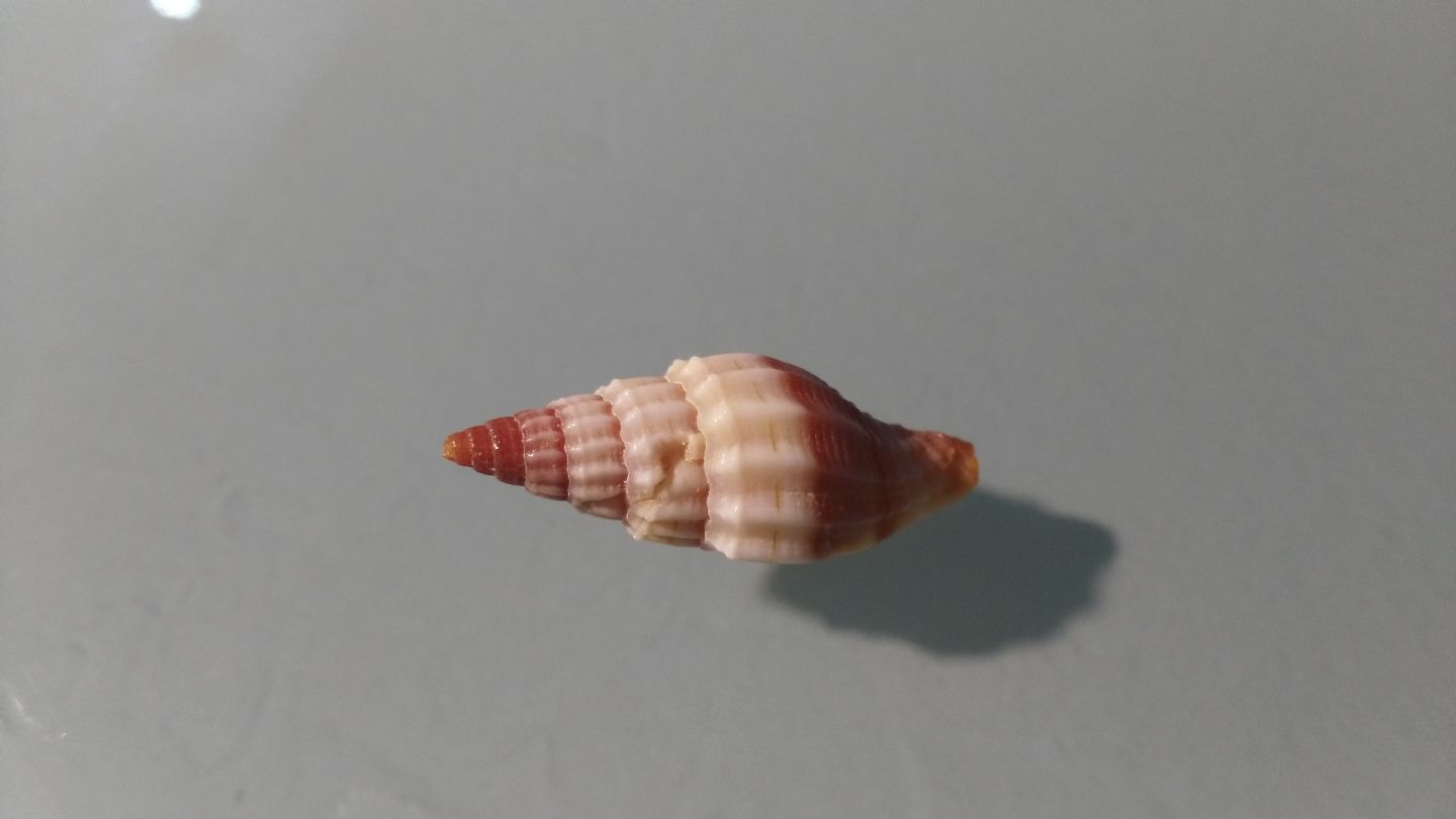 Costellariidae? Con costole spirali..