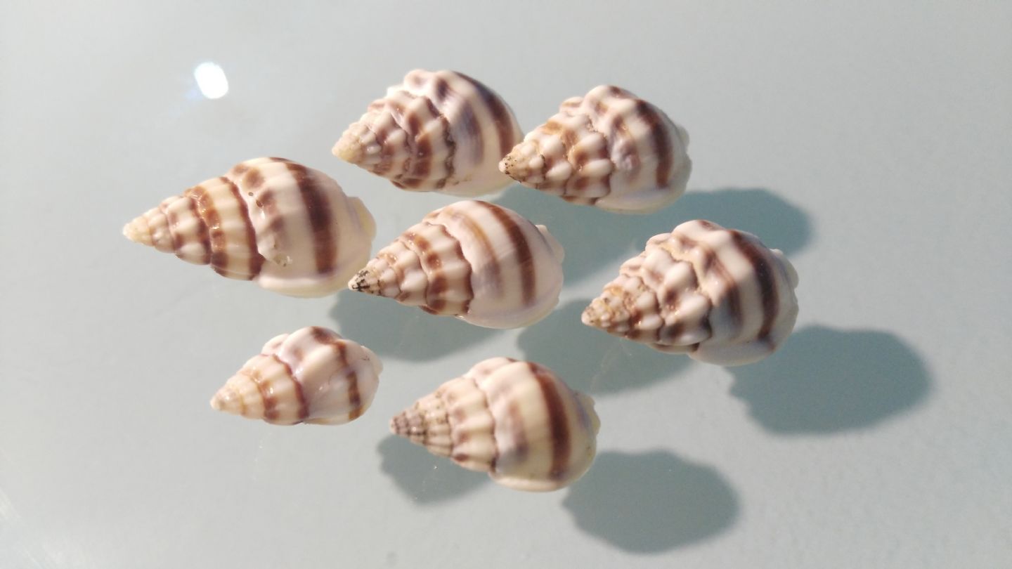 Nassaridae bianco con striscia nera