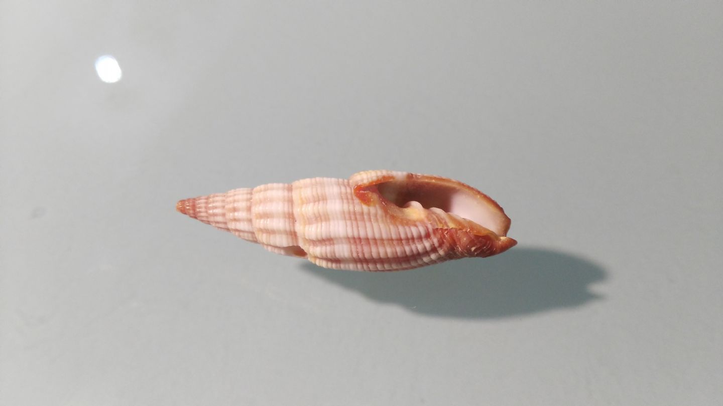 Costellariidae? Con costole spirali..