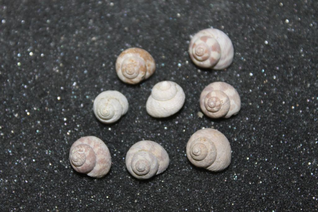 Aiuto identificazione gibbula, pliocene Lazio