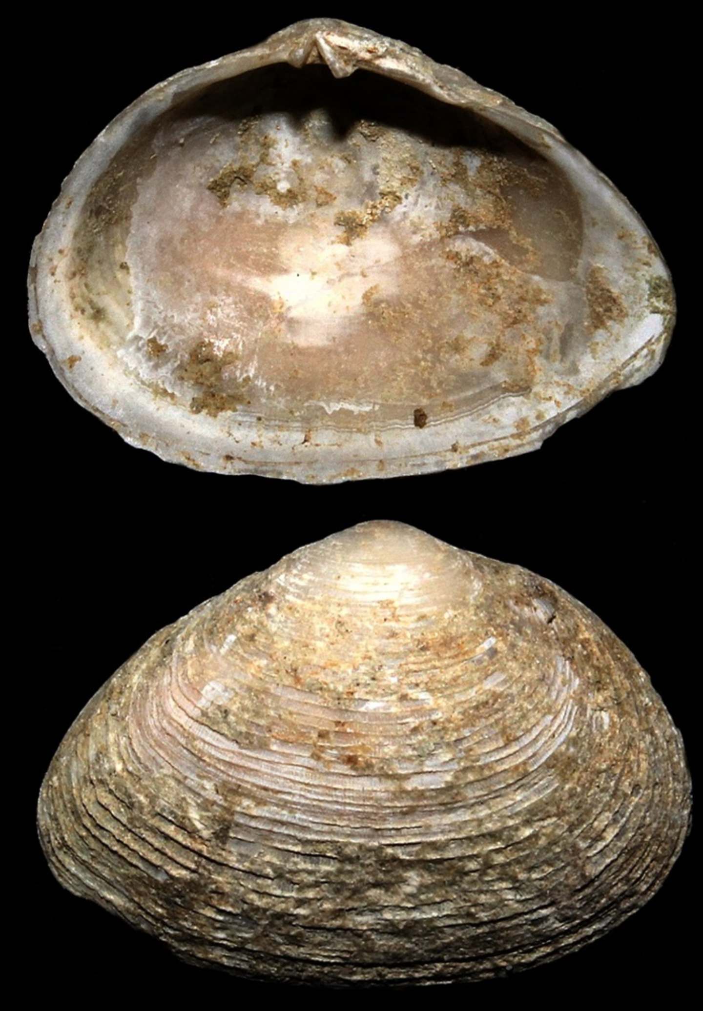 Classificazione Tellinidae