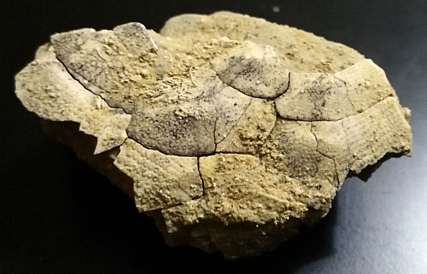 Echinodermi pliocenici, Tarquinia (VT) Aiuto identificazione