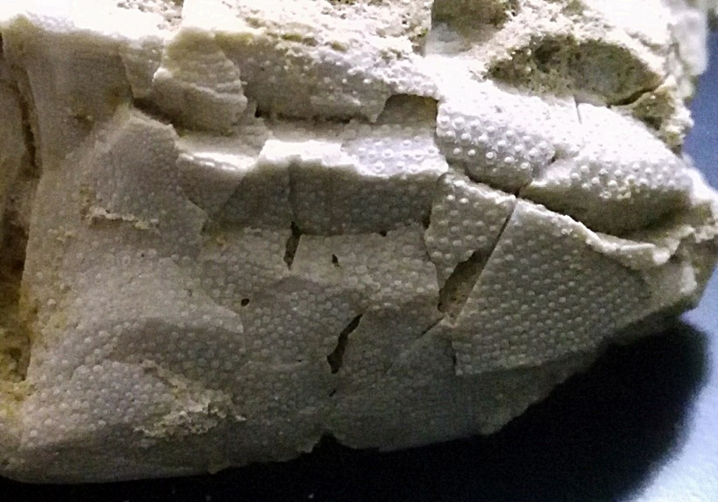 Echinodermi pliocenici, Tarquinia (VT) Aiuto identificazione