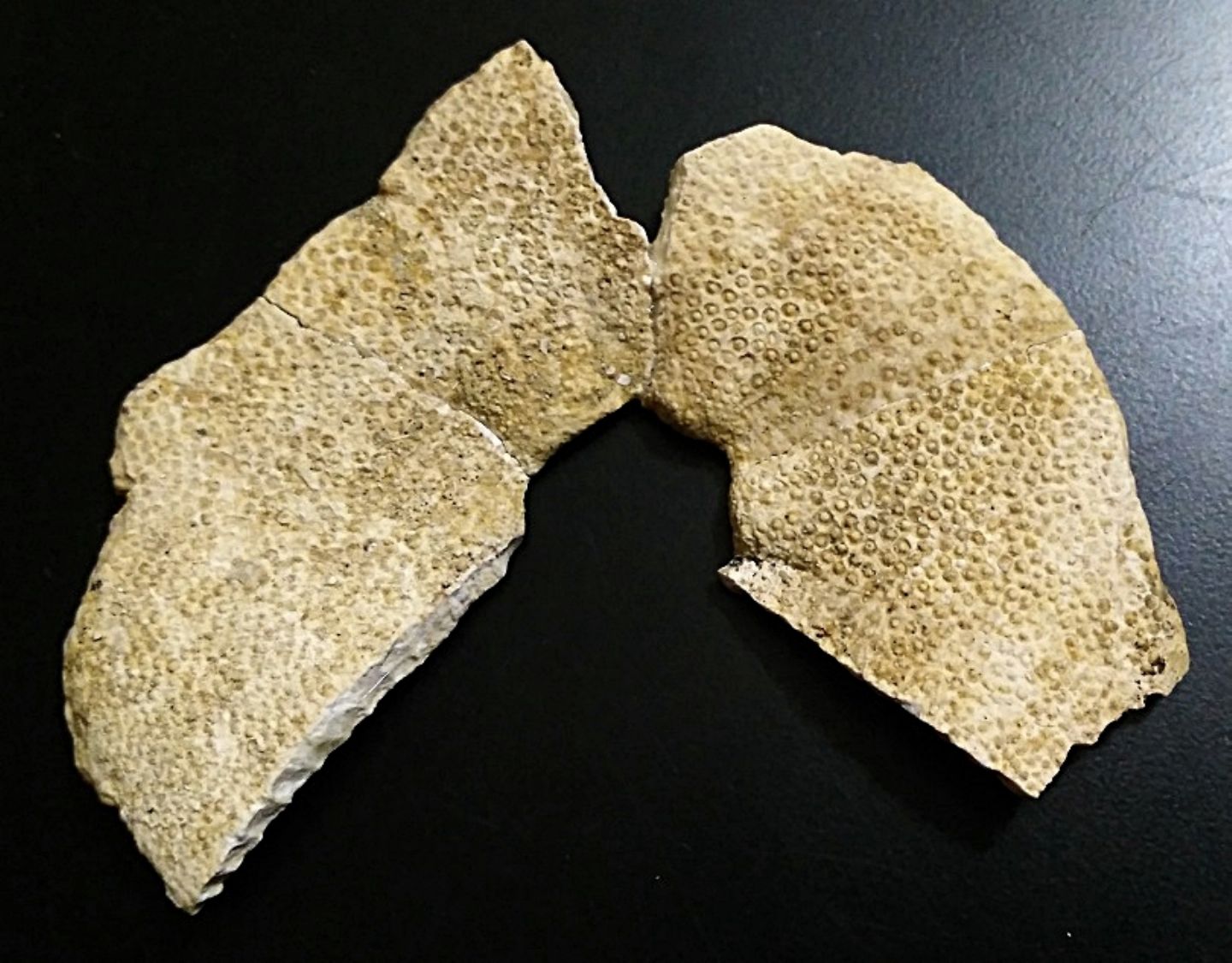 Echinodermi pliocenici, Tarquinia (VT) Aiuto identificazione