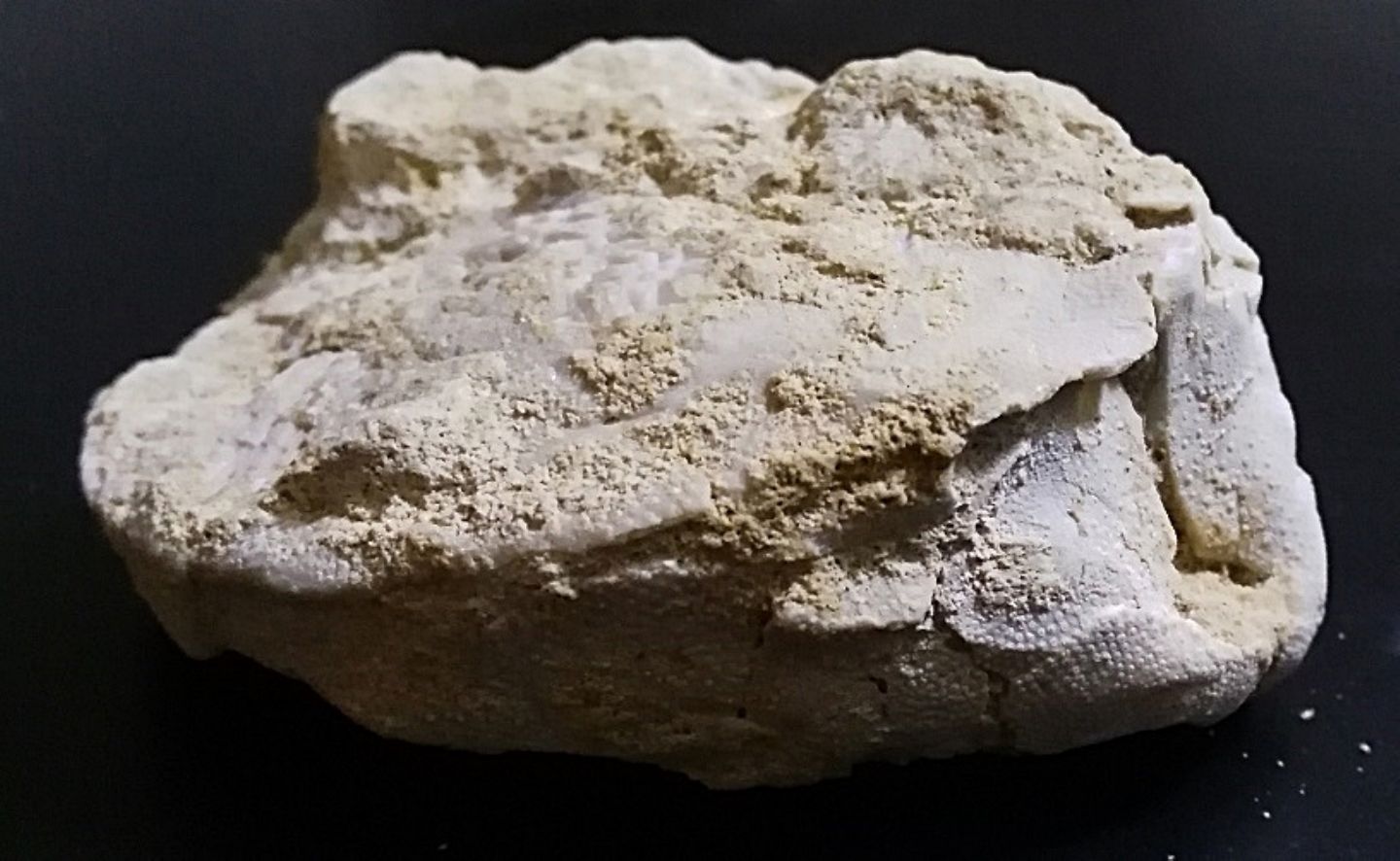 Echinodermi pliocenici, Tarquinia (VT) Aiuto identificazione