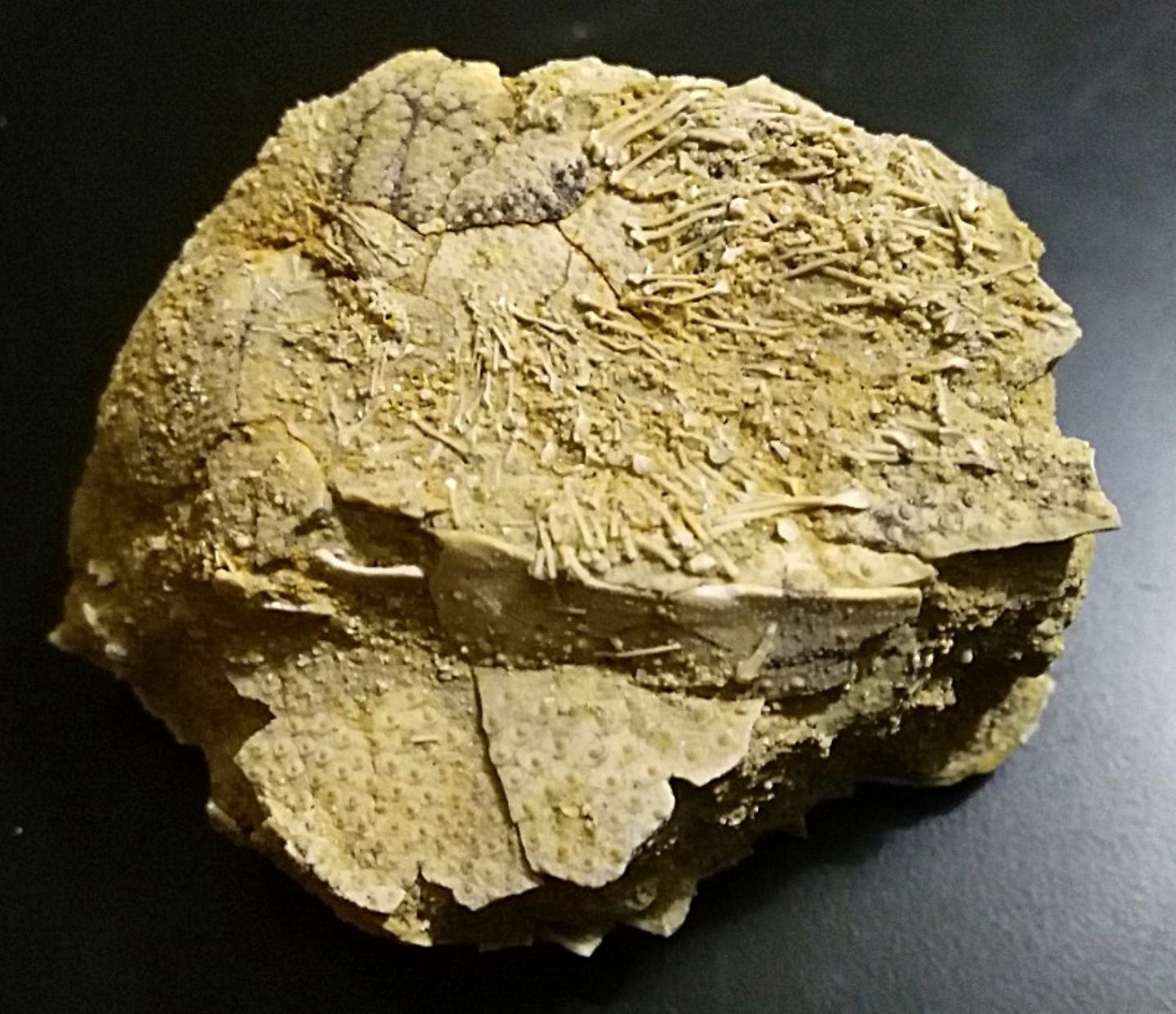 Echinodermi pliocenici, Tarquinia (VT) Aiuto identificazione