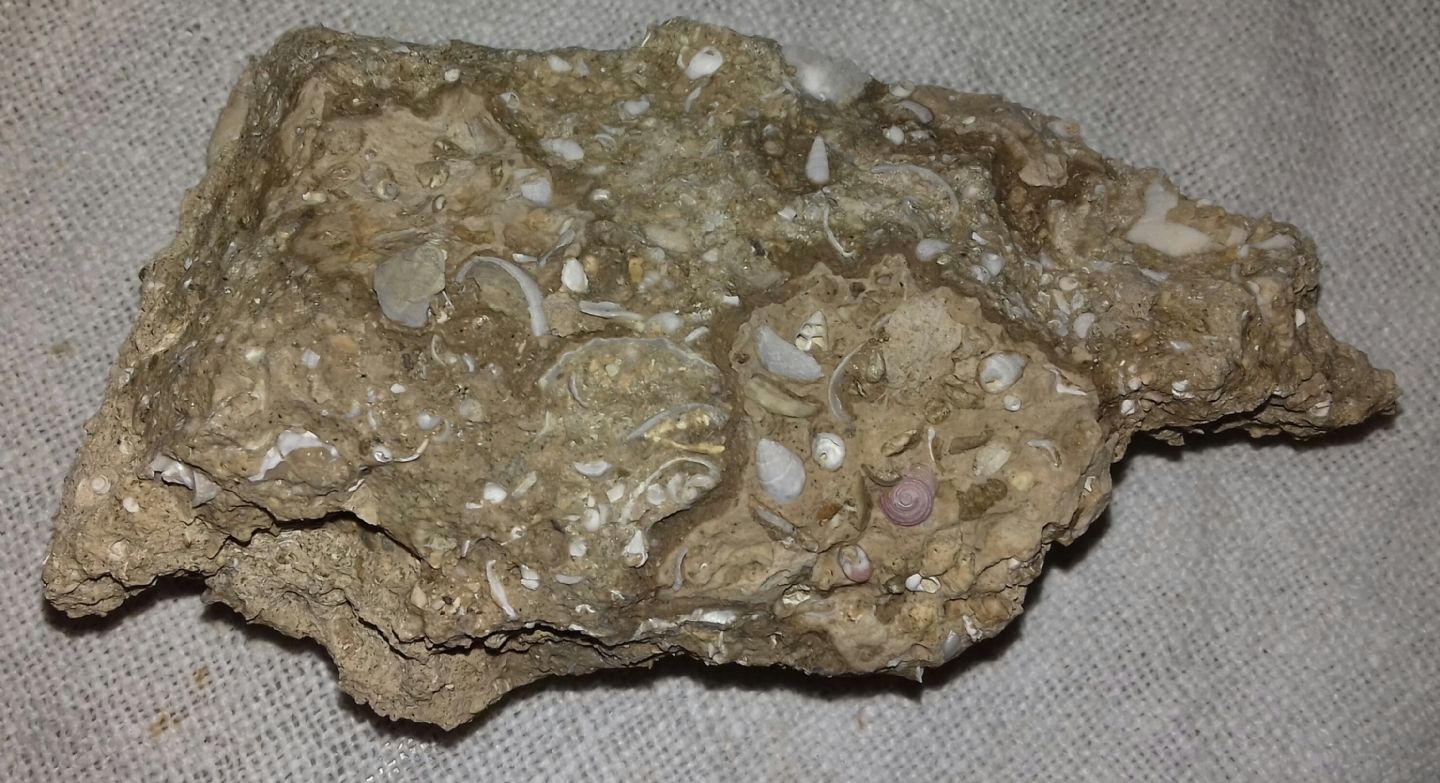 Genesi di questo calcare