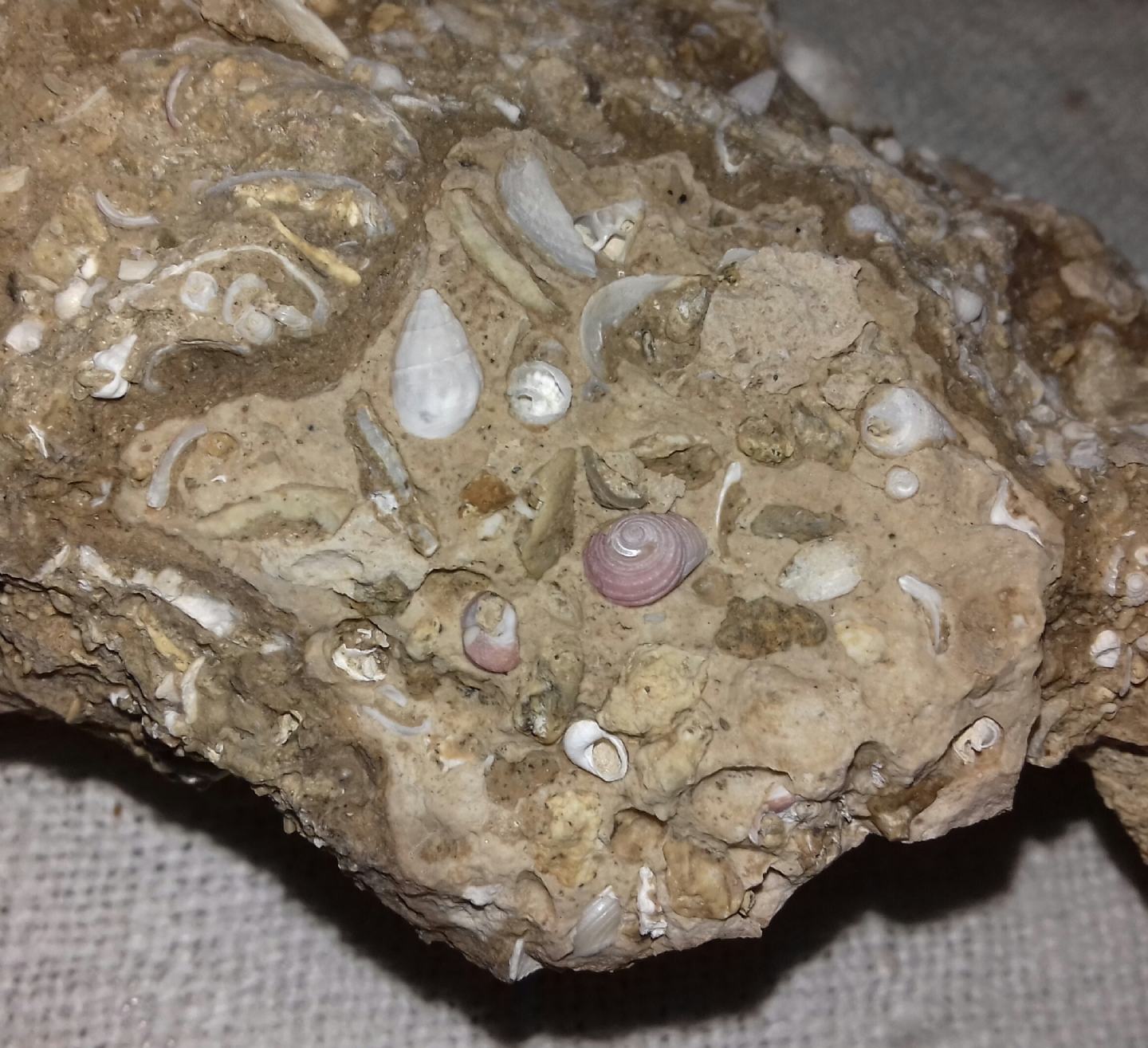 Genesi di questo calcare