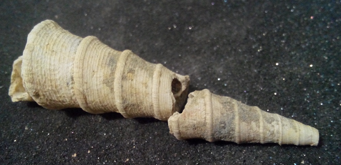 Turritellidae, differenze tra le specie