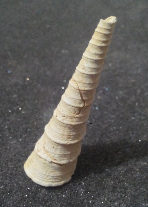 Turritellidae, differenze tra le specie