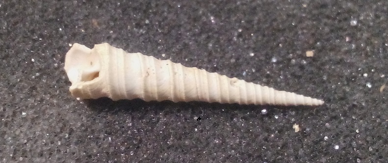 Turritellidae, differenze tra le specie