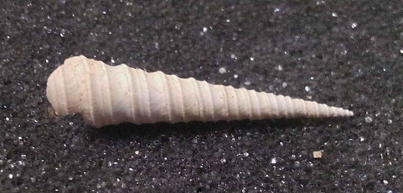 Turritellidae, differenze tra le specie