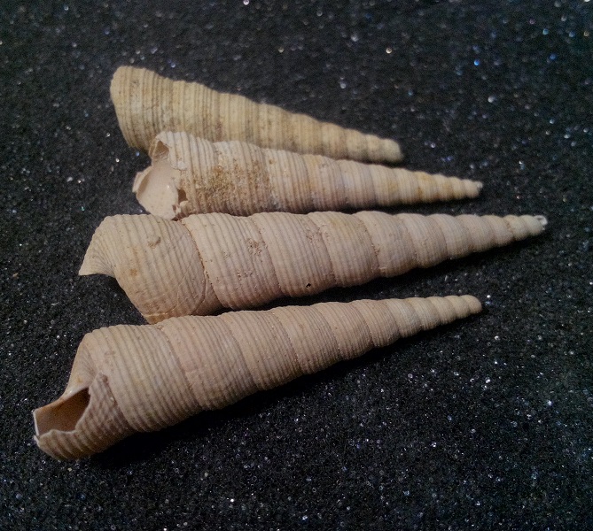 Turritellidae, differenze tra le specie