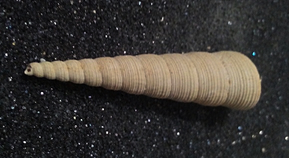 Turritellidae, differenze tra le specie