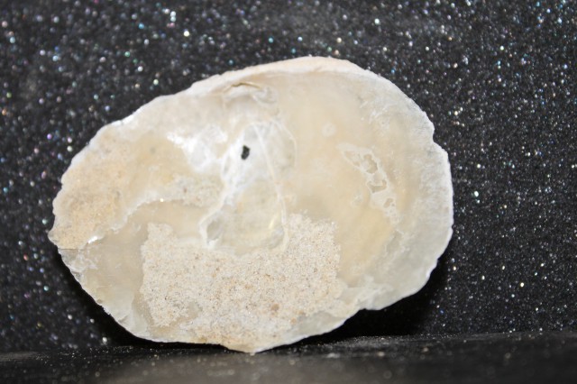 Aiuto identificazione bivalve, pliocene laziale