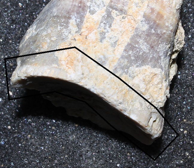 Determinazione fossile