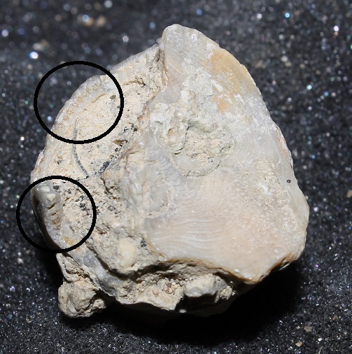 Determinazione fossile