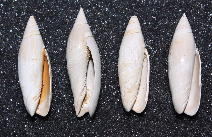 Famiglia Olividae dalla Francia