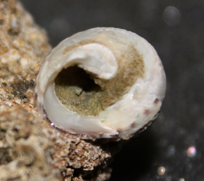 Aiuto classificazione famiglia Trochidae -2-