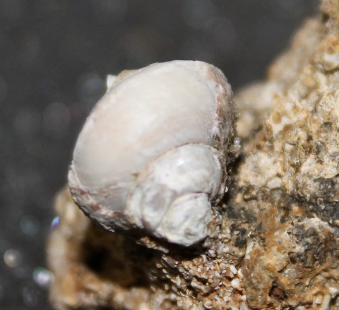 Aiuto classificazione famiglia Trochidae -2-